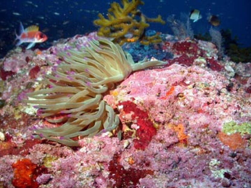 At the Flower Garden Banks, the giant anemone is found only in the deeper areas, not on the...