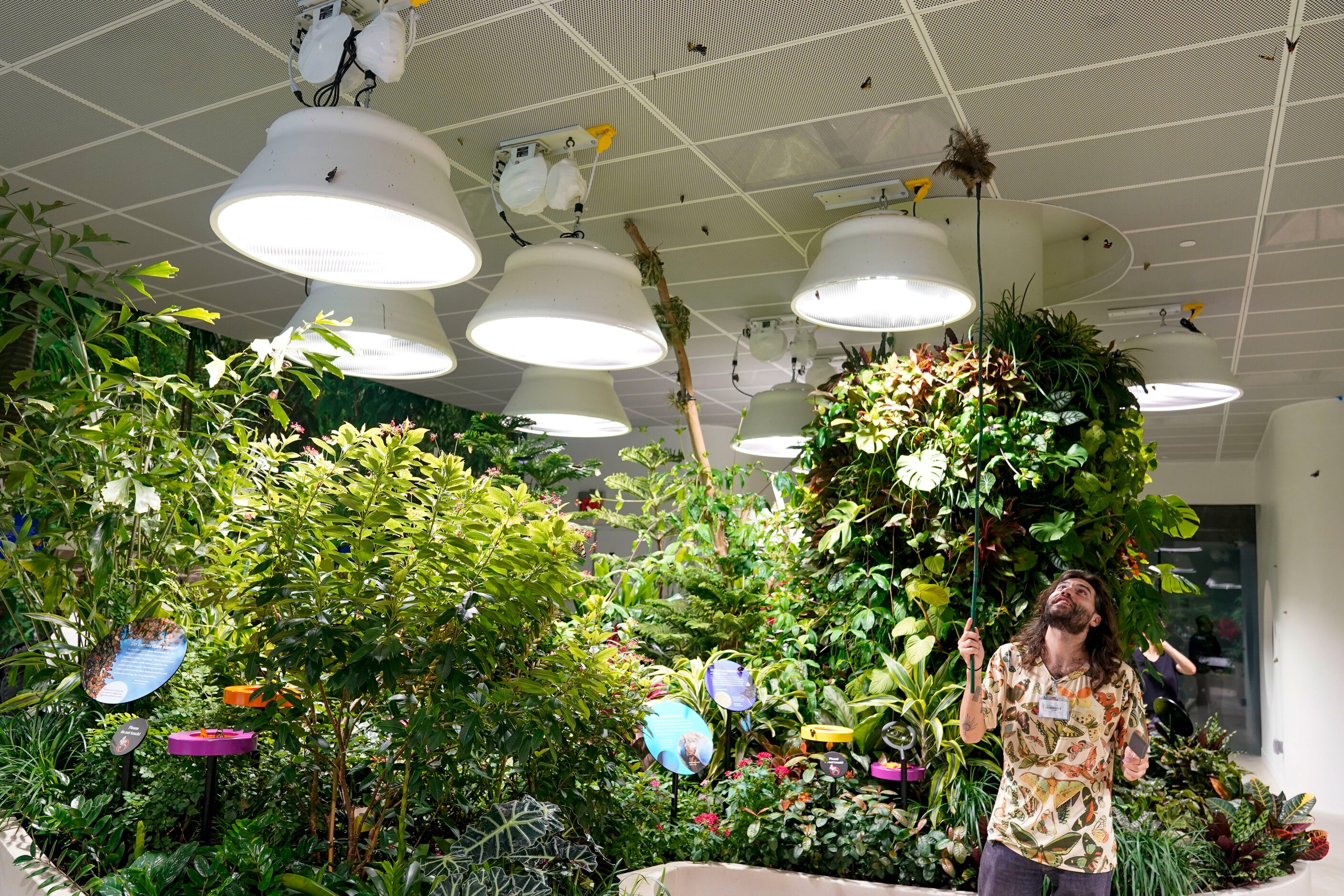 Volunteer Rafael Ferreira uses a feather duster to gently coax the butterflies off the...