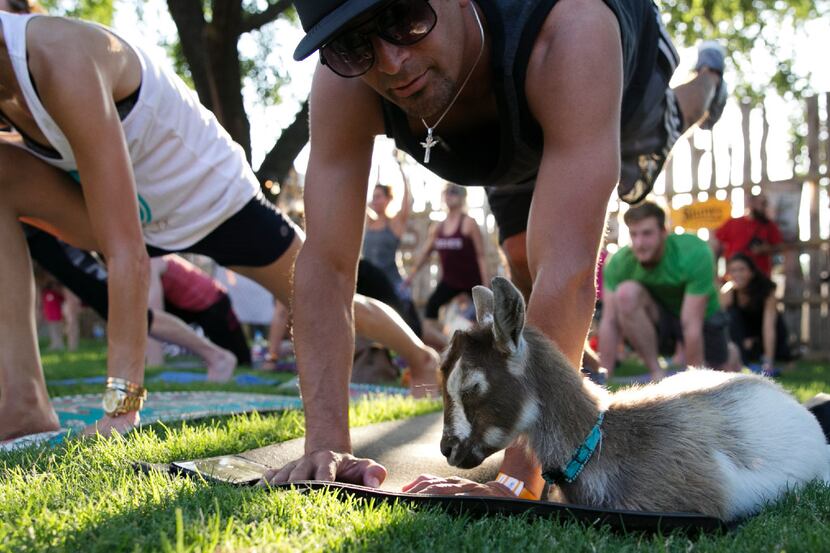 Chachi Zavala watches a goat nap on his mat during the first goat yoga class at Eastbound...