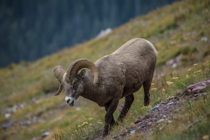 A bighorn sheep wanders a hillside in mid-September in Glacier National Park. 