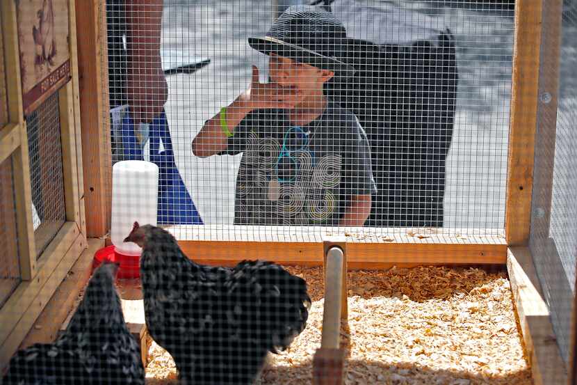 Leo Barrios, 4, of Richardson checks out a Chinese Cochin Chicken on display by Legalize...