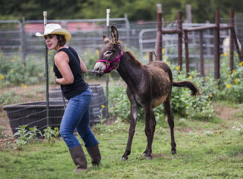 Jess Anselment leads Charlie the donkey to a trailer.