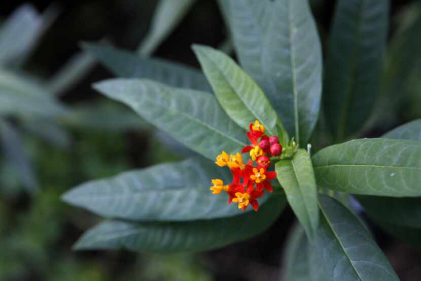 A milkweed plant provides the right surroundings for monarch butterflies to lay their eggs....