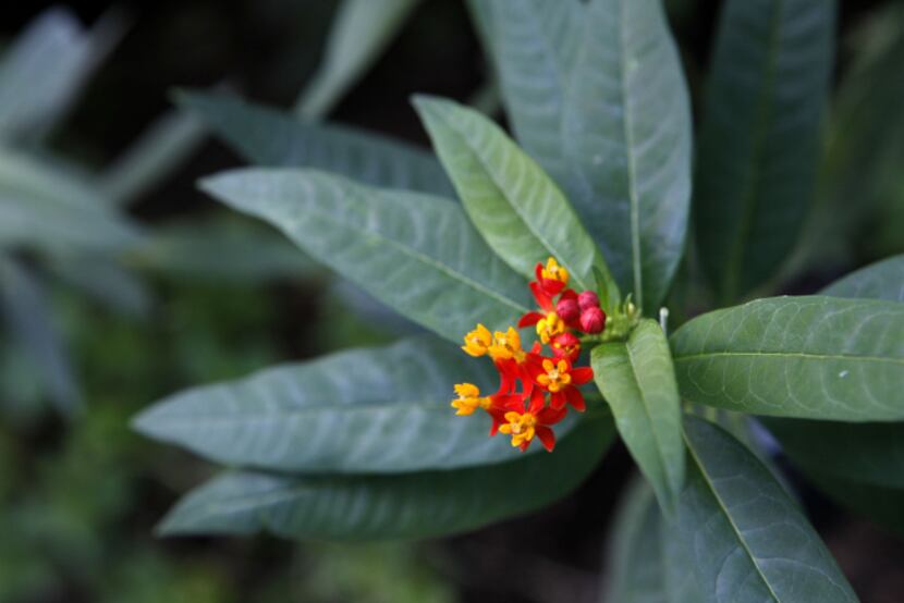 A milkweed plant provides the right surroundings for monarch butterflies to lay their eggs....