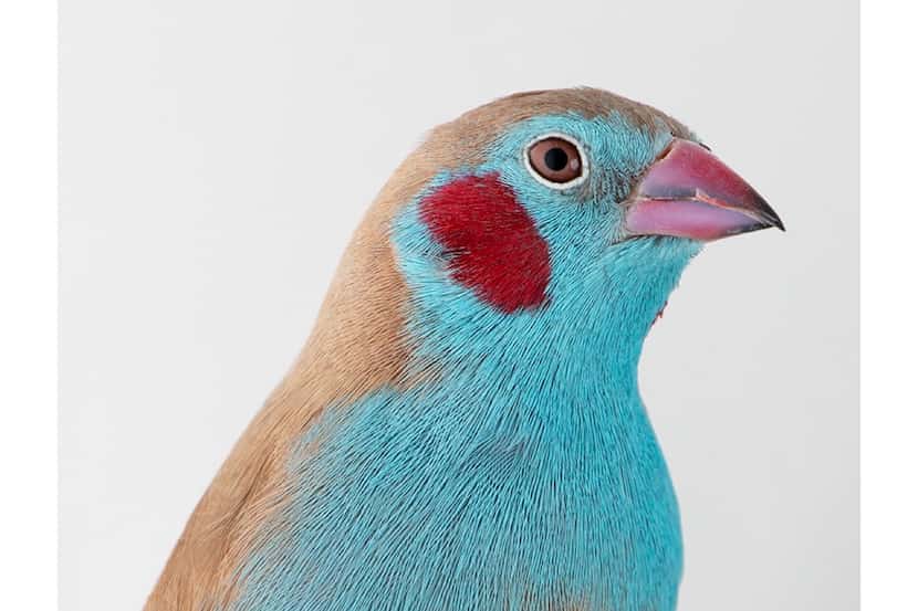 An image of a red-cheeked cordon-bleu by Leila Jeffreys, included in the exhibition...