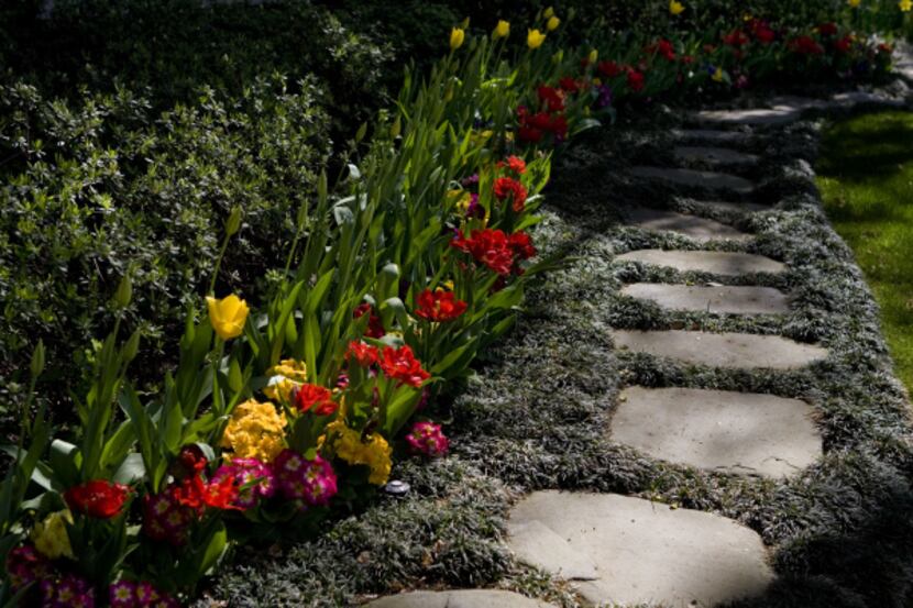 Lake Highlands garden designer John Morelock uses primroses for a long season of color...