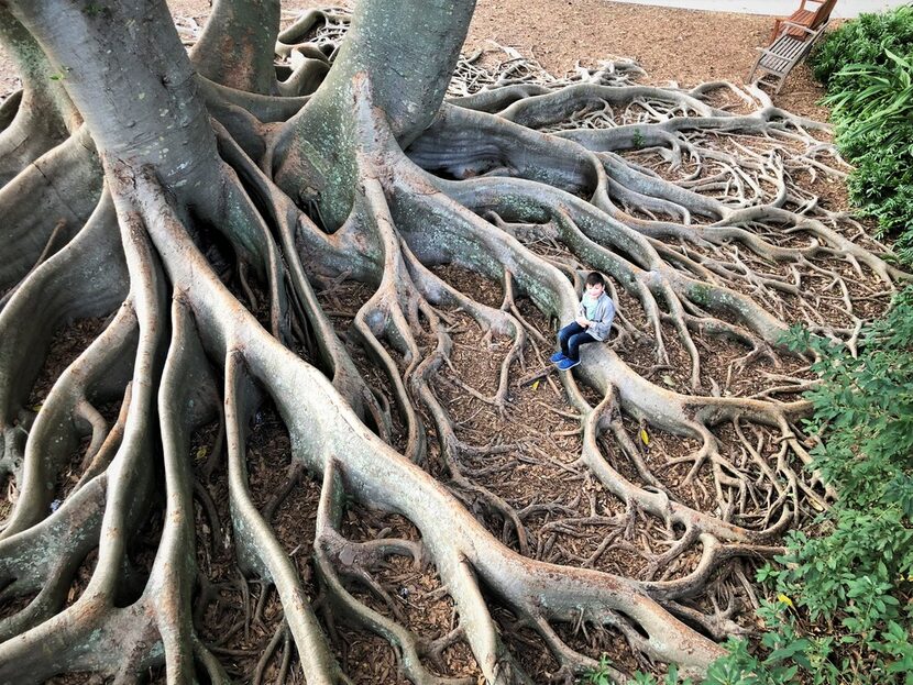 Explore the century-old banyan trees planted by Marie Selby herself at the Marie Selby...