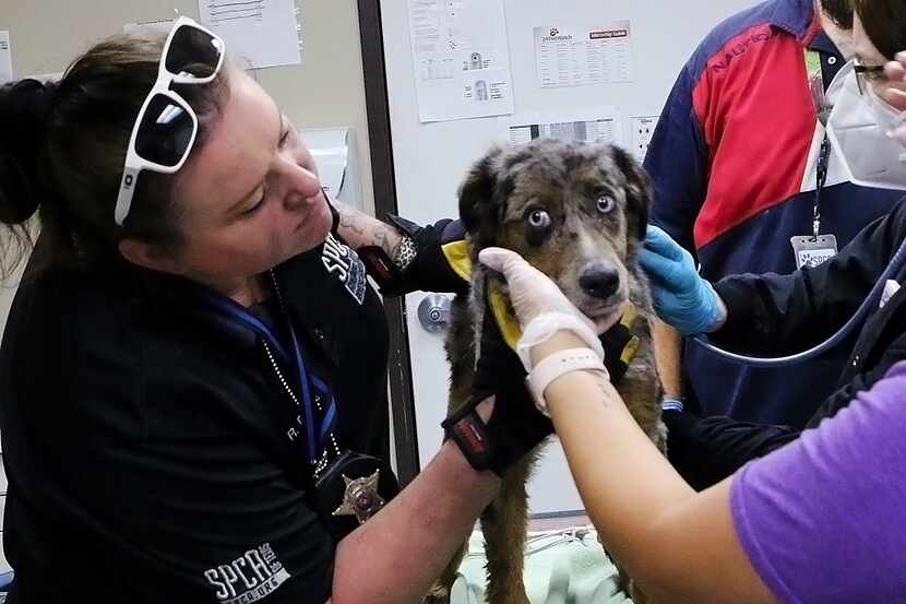SPCA of Texas employees treat a dog that was rescued from the fire on Monday, April 11, 2022.