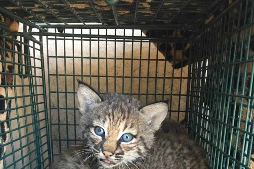 A San Antonio family says they thought the bobcat kittens were a domestic breed.