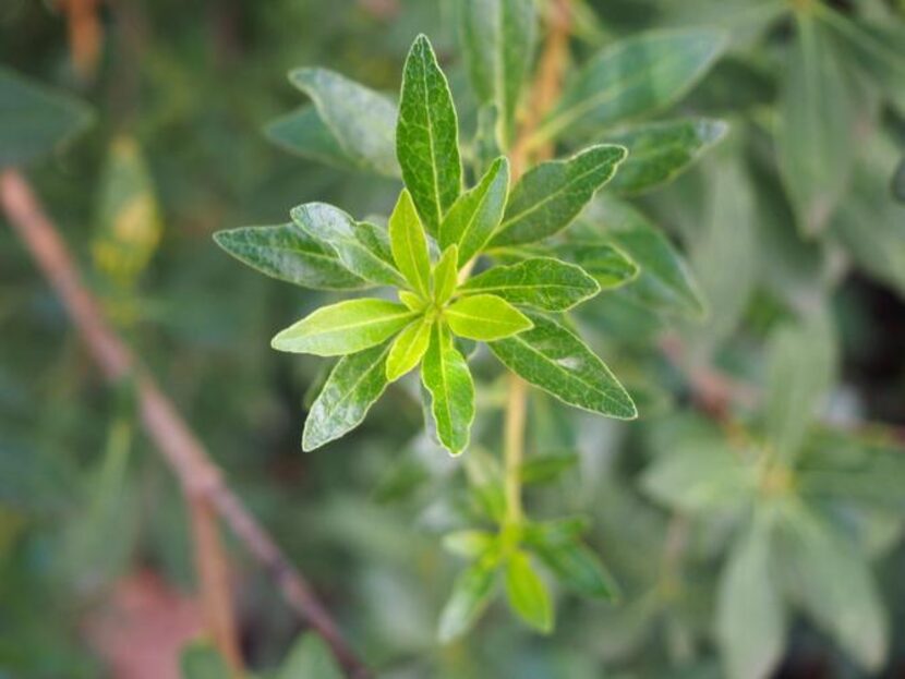 Calhoun and Dallas landscape architect Rosa Finsley imported a Korean pittosporum seen on...