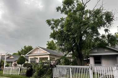A torn tree limb lays on the ground in Oak Cliff following a thunderstorm Tuesday, May 28,...