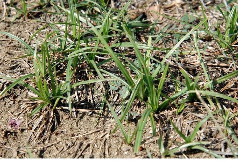 Nut grass, a weed that plagues North Texas lawns and gardens, is one of the most difficult...