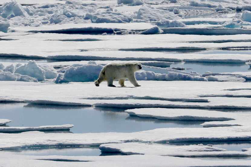 A polar bear walks over sea ice floating in the Victoria Strait in the Canadian Arctic...