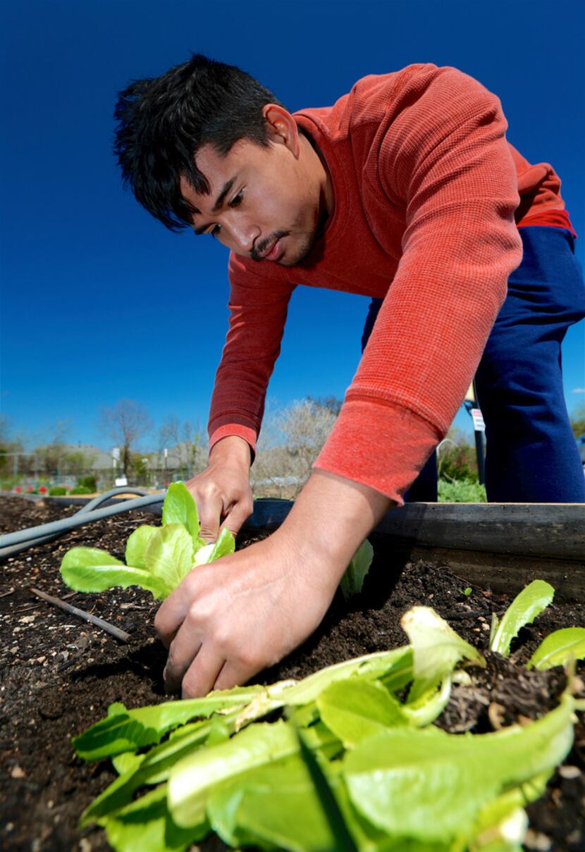 Htun Htun plants lettuce in a raised garden bed at the Lake Highland Community Garden in...