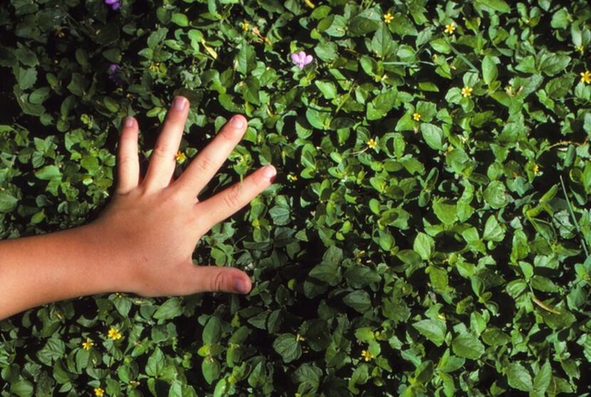Horseherb is an easy-to-grow and durable native flowering groundcover.