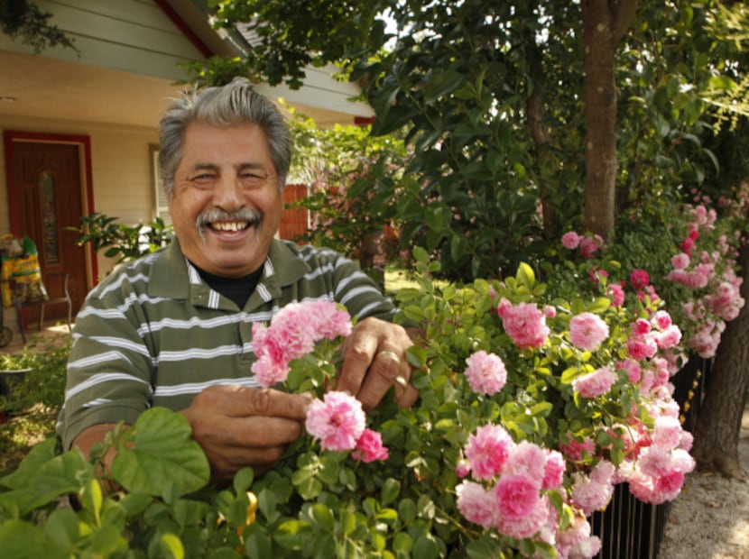 Raul Reyes lavishes love on the 'Seven Sisters' rose in his daughter's front yard.
