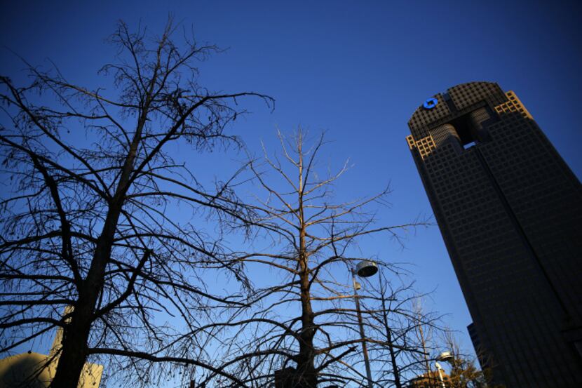 The bald cypresses planted during construction of the Morton H. Meyerson Symphony Center...