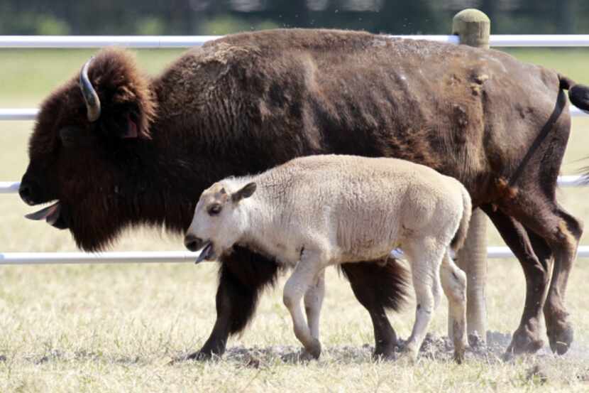 Lightning Medicine Cloud, a rare white male buffalo, was born at the Lakota Buffalo Ranch at...
