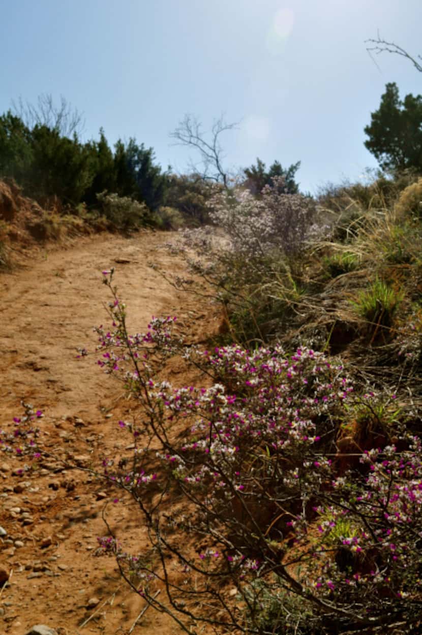 In the spring, the over 90 miles of trails at Caprock Canyons State Park, 100 miles...