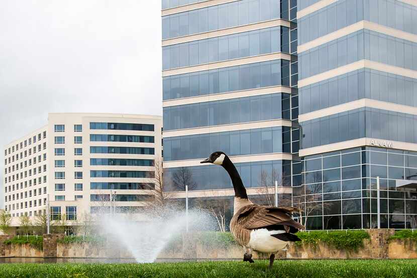 A goose walks around a water feature at the Granite Park office park on the southwest corner...