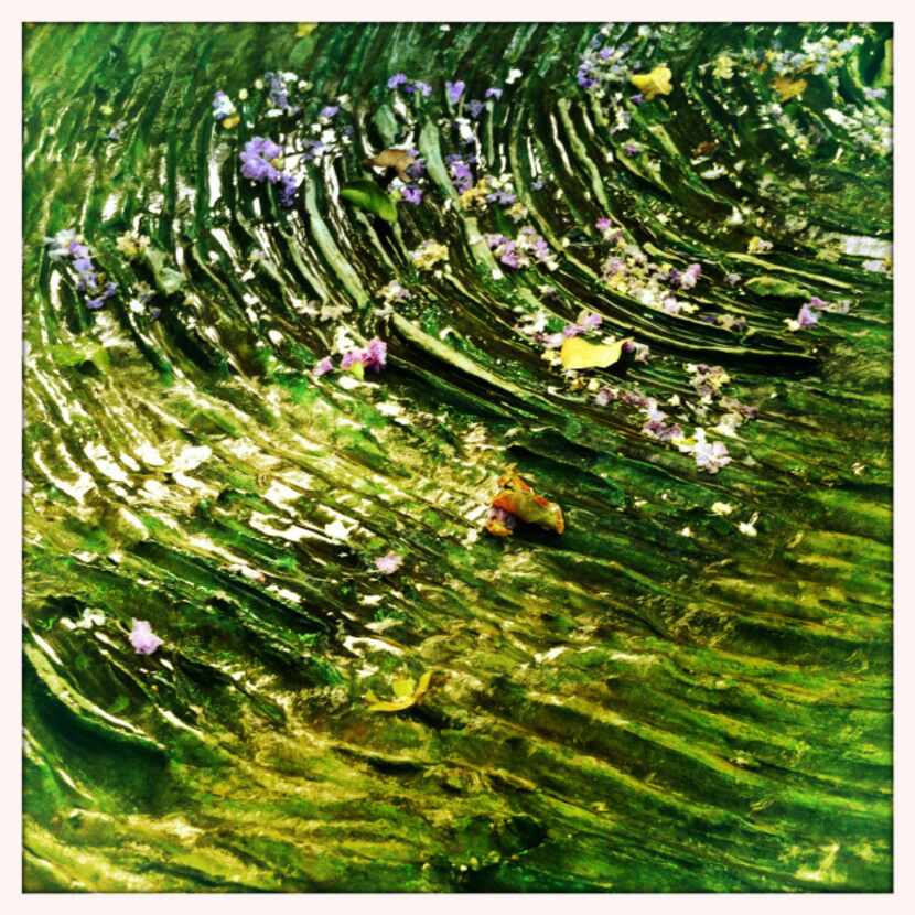 Flower petals are seen in a water feature of the Dallas Arboretum. Photographed with an...