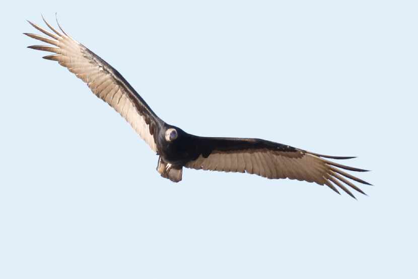A black vulture flies at the Aransas National Wildlife Refuge in Austwell. Black vultures...