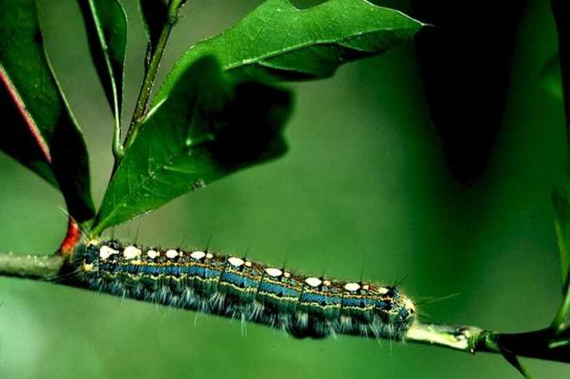 
Forest tent caterpillars can be eradicated if you spray any you see on leaves and the tree...