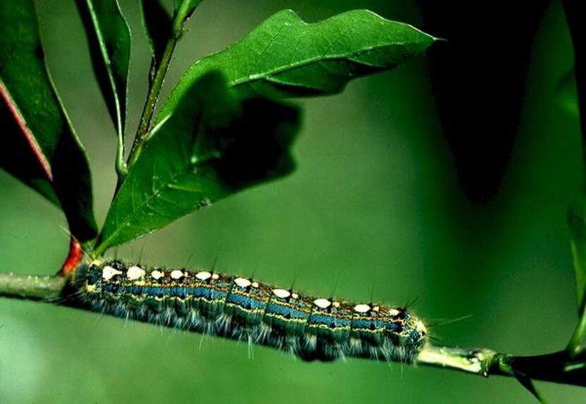 
Forest tent caterpillars can be eradicated if you spray any you see on leaves and the tree...