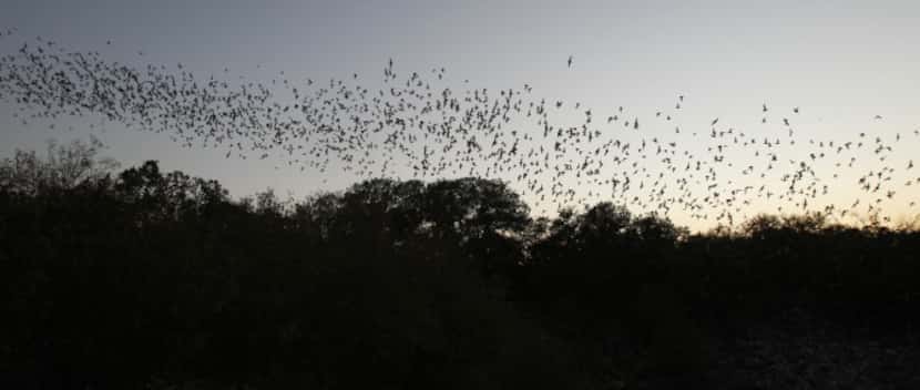 In this photo taken Aug. 31, 2011, some of the 20 million bats emerge from Bracken Cave in...