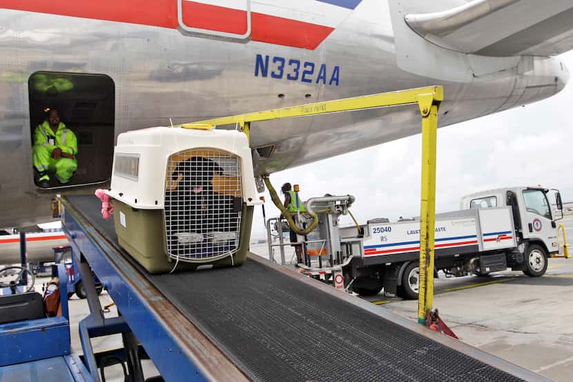 FILE - An American Airlines grounds crew unloads a dog from the cargo area of an arriving...