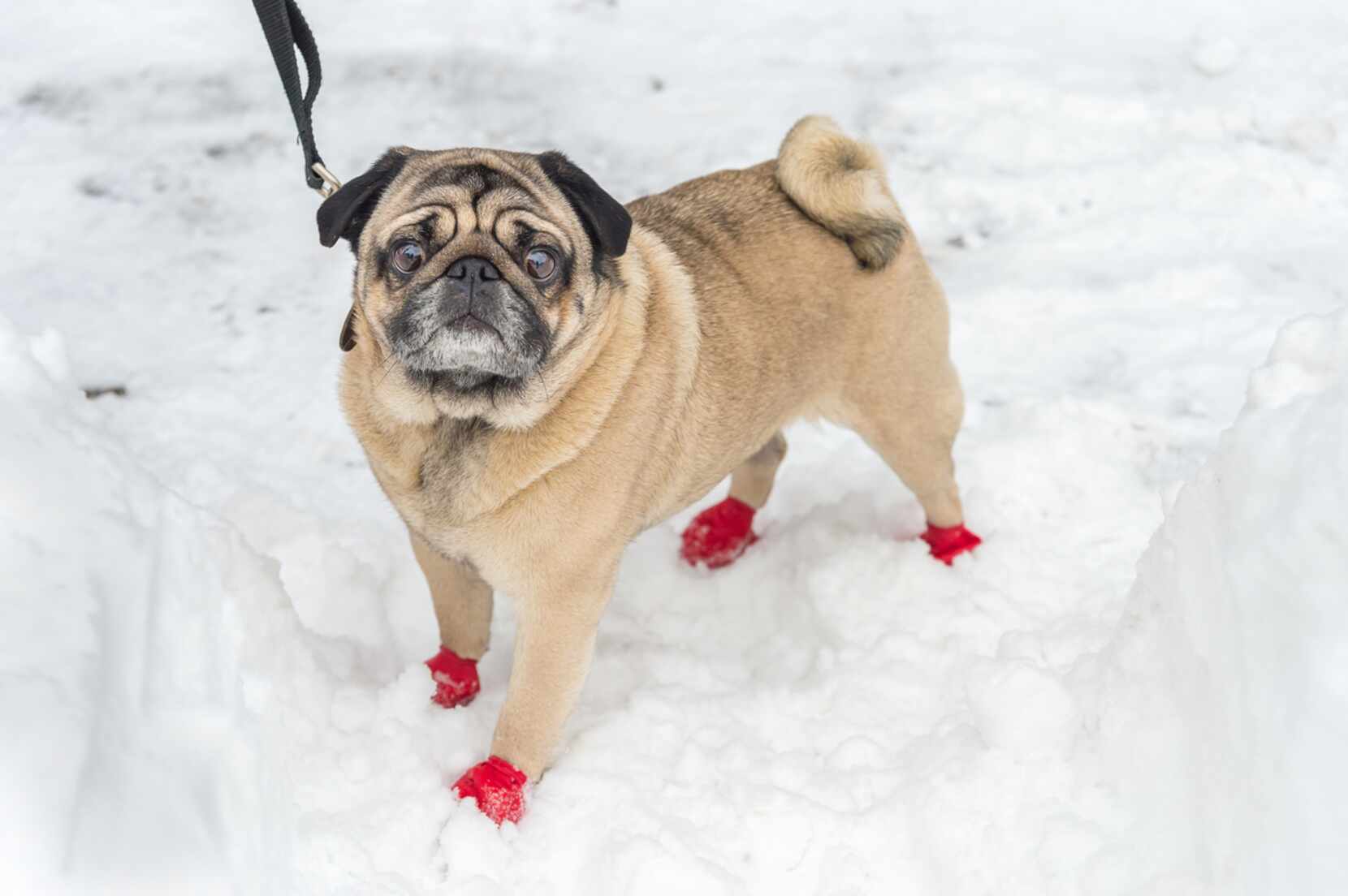 ¿Es bueno ponerle zapatos especiales a los perros?