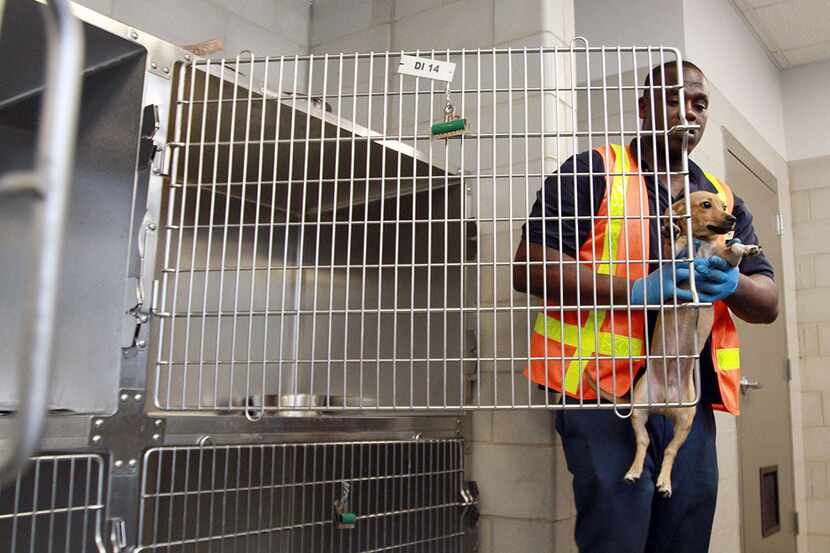 Muchos perros, si no son adoptados, son sacrificados en centros como Dallas Animal Services,...
