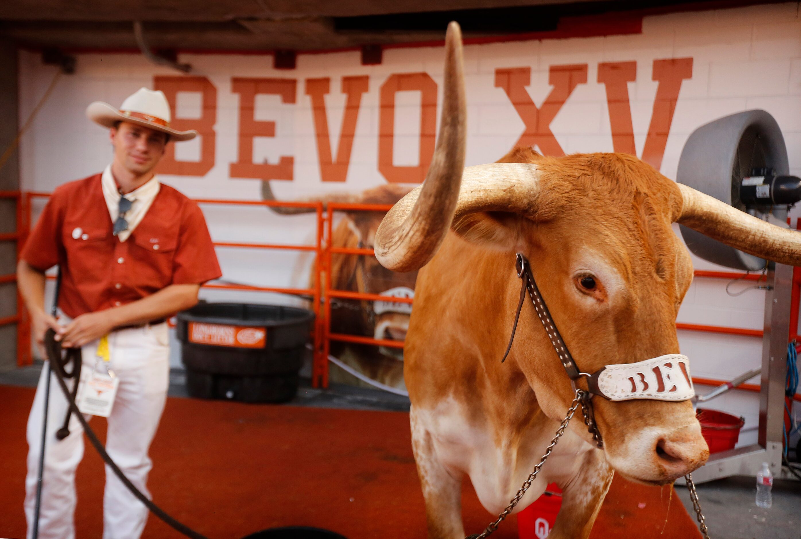 Bevo XV, the Texas Longhorns mascot, was at field level in his pen for the season-opener...