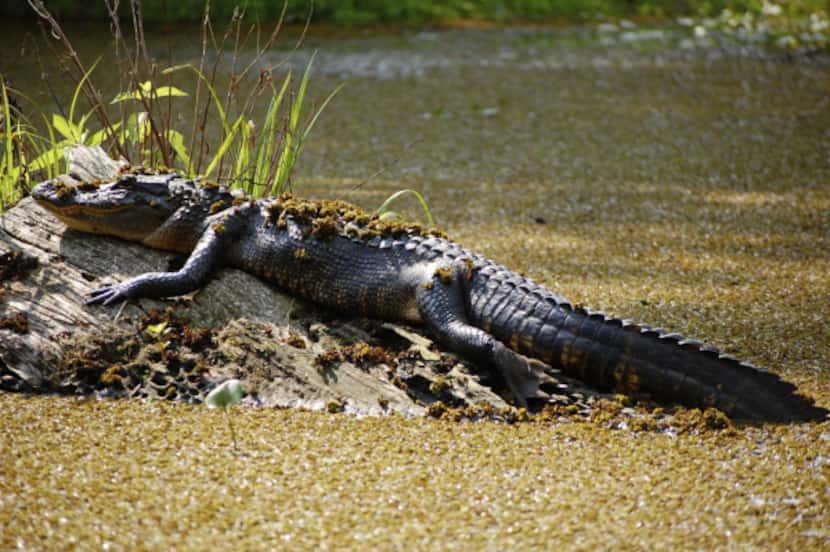 Catch sight of alligators in the wild on a swamp tour.
