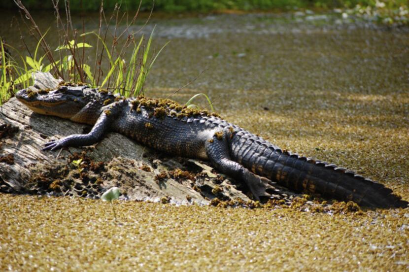 Catch sight of alligators in the wild on a swamp tour.