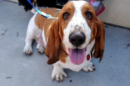 Basset Hound Boudreaux is not part of Uber's puppy play date on Valentine's Day. But he's an...