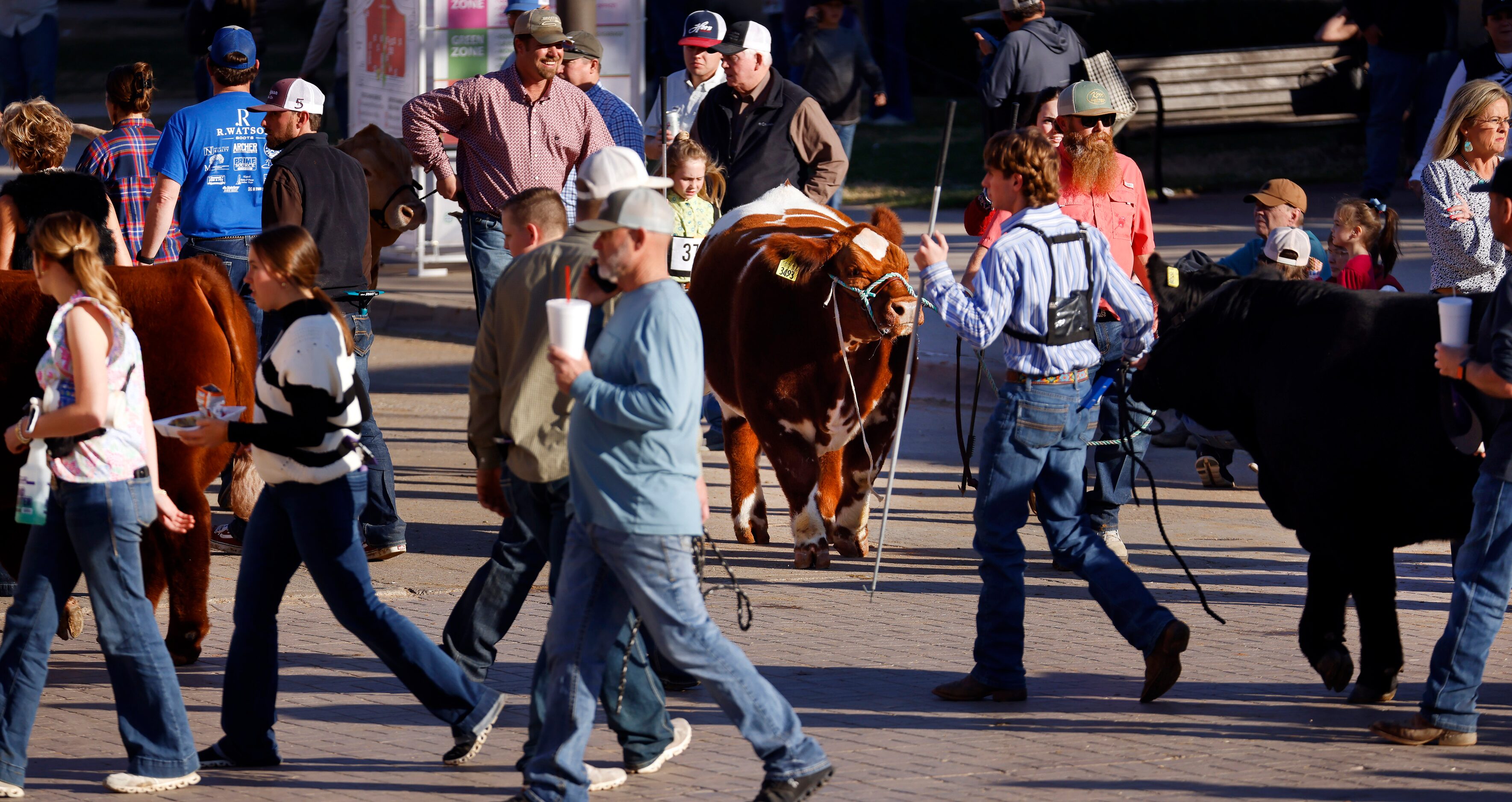 Steers transit the street among show goers during the Jr. Steer Show at the Fort Worth Stock...