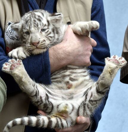 A white tiger baby is presented at the zoo Kernhof in Austria.  (Outherbert Pfarrhofer/Gerry...