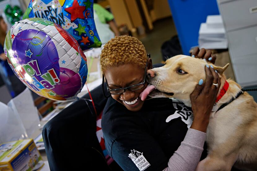 Teri Williams, an employee of Dallas Animal Services, is licked by Titan as he prepares to...