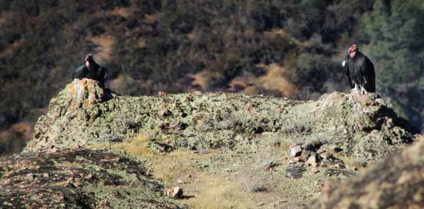 Pinnacles National Park is one of the few places in the world where California condors can...