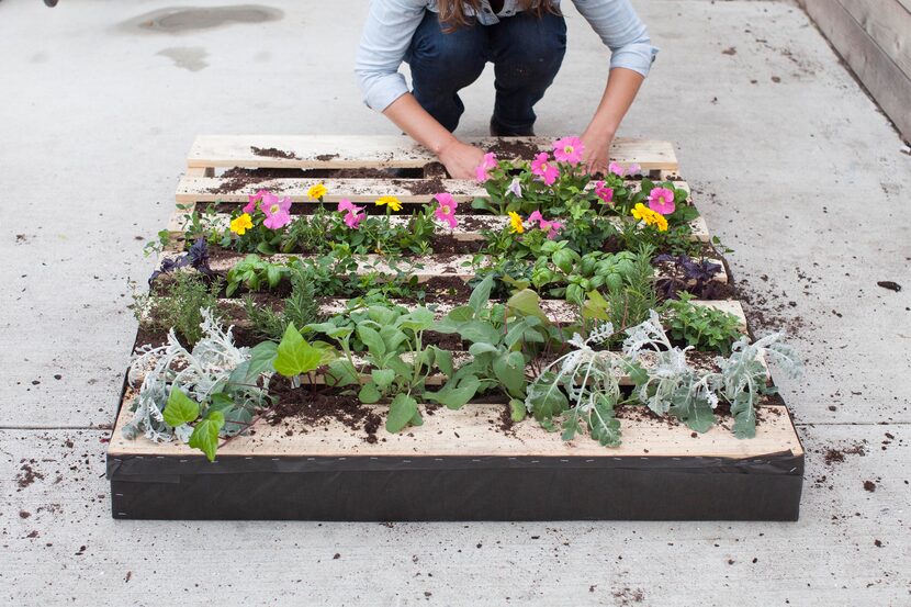 Work plants into each trench, the more tightly packed the better. 