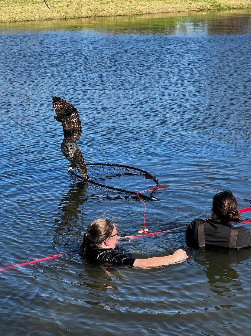 McKinney Animal Services officers rescuing a barred owl