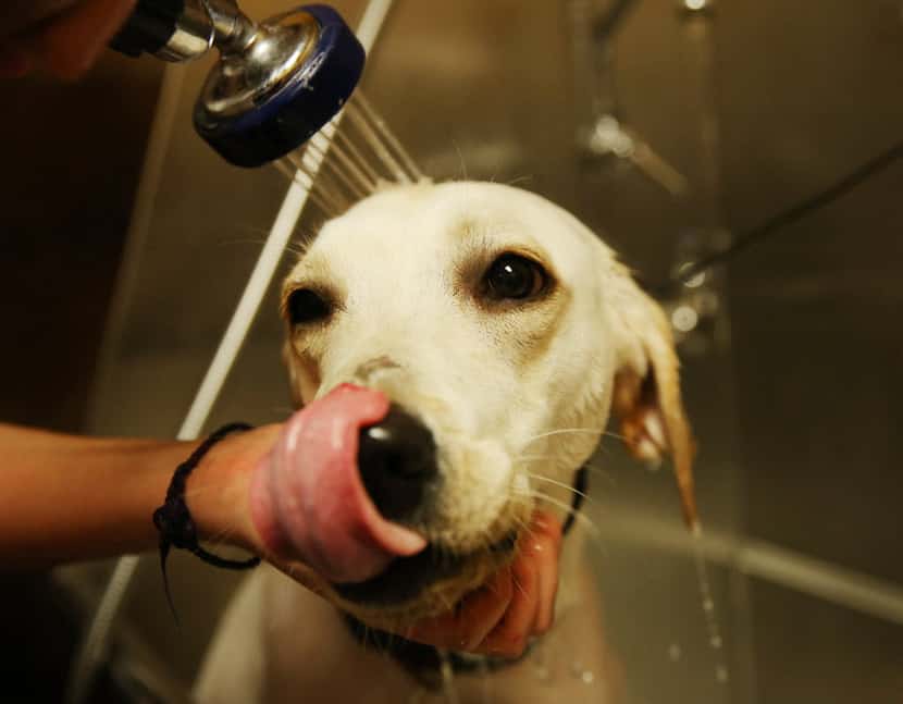 Mackenzie Capetillo, of Dallas, bathes her dog, Zoey, while visiting Hollywood Feed with her...