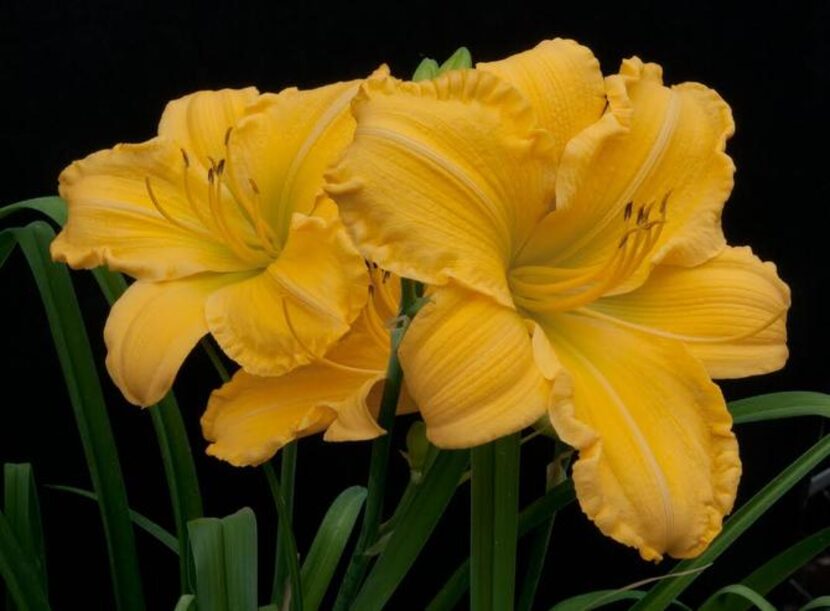 
Daylily 'Starstruck'
