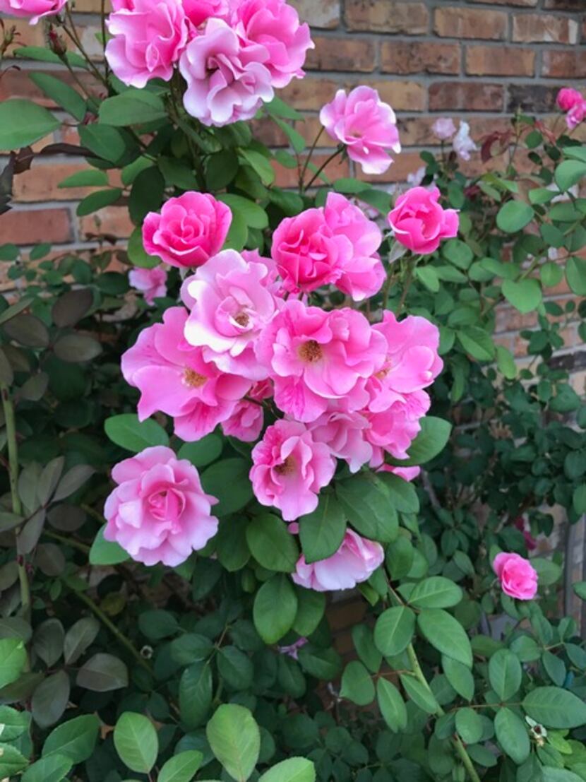 Roses recovering from rose rosette disease.