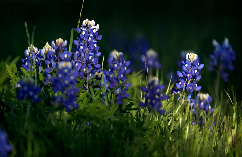 Bluebonnets bloom in the Meadow View Nature Area in Ennis, Texas, April 3, 2024.  The...