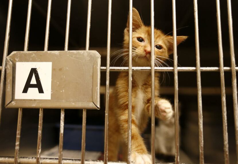 A sick kitten is treated inside the shelter's cat isolation room.