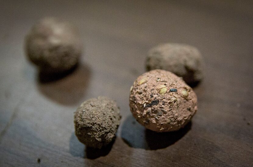 Pre-made and dried "seed bombs" lie on a table during a class on seed saving at the Texas...