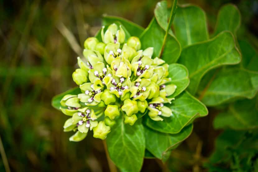 A host plant for Monarch butterflies, milkweed is a nectar source for many pollinators. It...