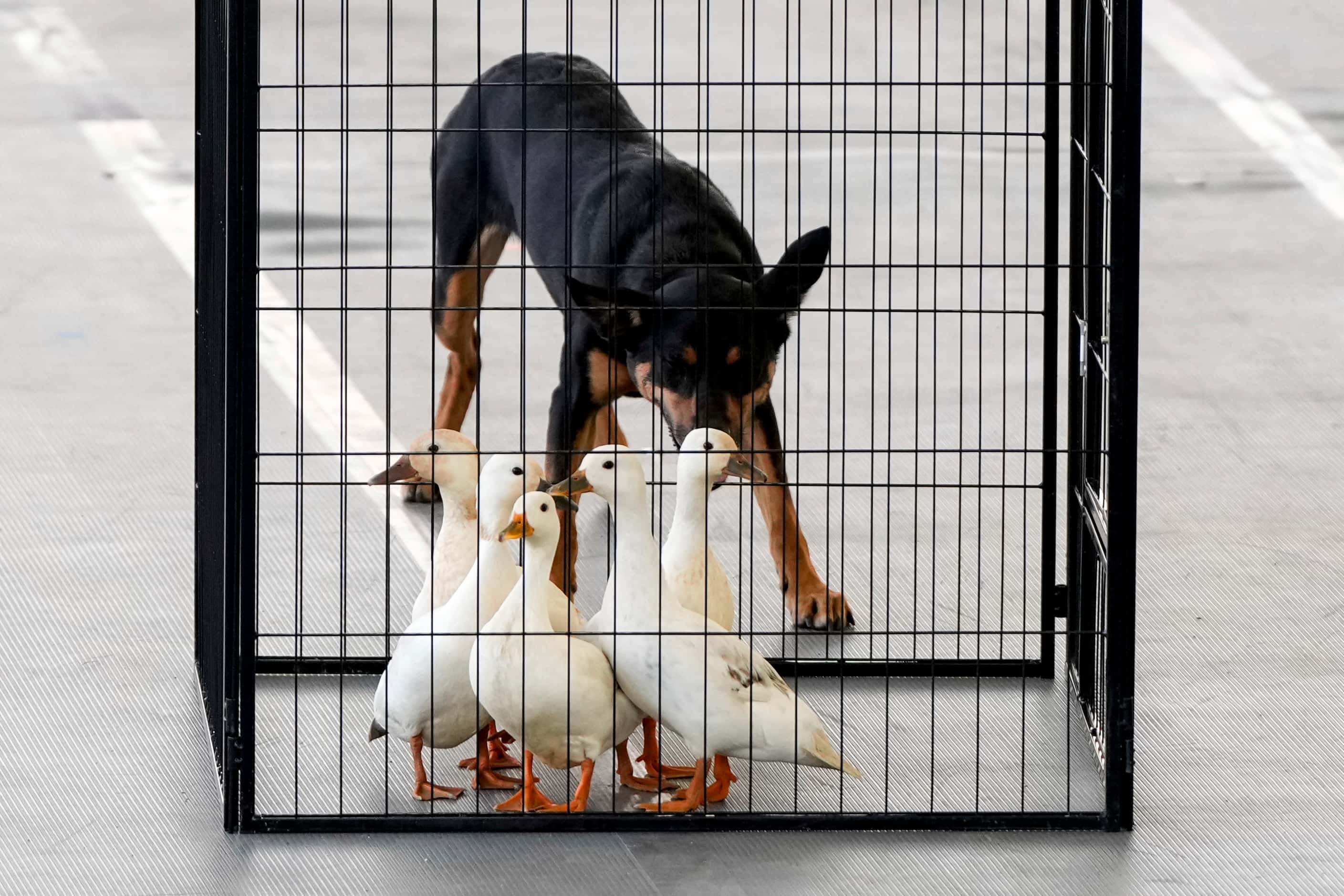 A dog herds ducks into a cage during a herding demonstration at the 148th Westminster Kennel...